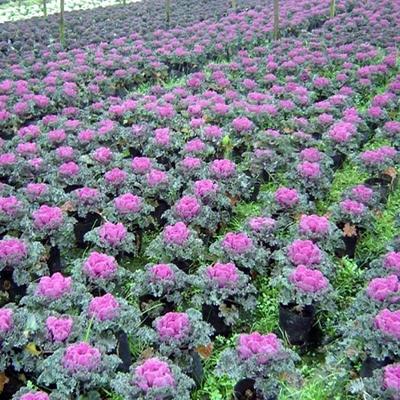 河南羽衣甘藍工程用苗報價