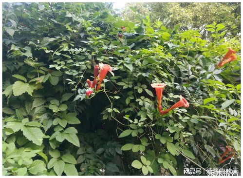 農(nóng)村這植物常當(dāng)花卉種植,卻不知是民間風(fēng)濕良方,花還是美味野菜