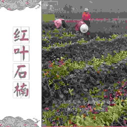 新沂東方花木種植專業(yè)合作社