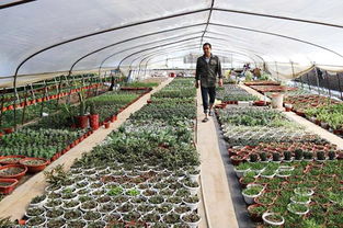 赤壁 種植花卉奔富路