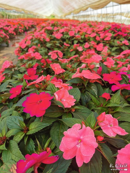 參觀花卉種植基地