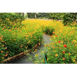 青州君誠(chéng)花卉苗木公司 草花種植 天津草花