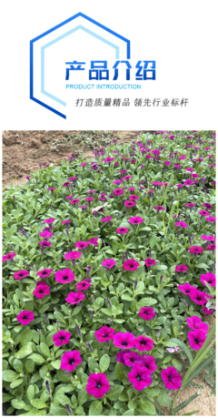 八月花卉 垂吊碗公花 花海綠化小區(qū)道路用 成活率高容易種植