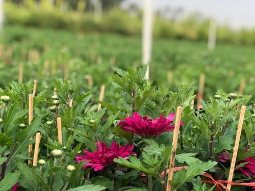 花市取消仍可買花 丹灶為居民提供 線上 線下 方式采購(gòu)年花