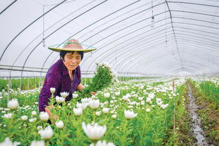 全省 斗花 大賽 臺州斬獲1個特金獎 5個金獎