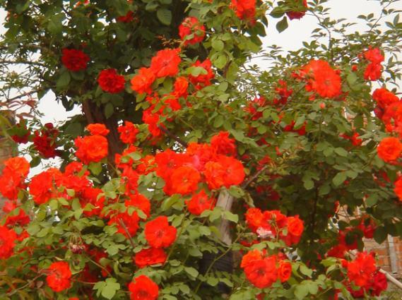 愛(ài)上養(yǎng)花,養(yǎng)盆橘紅火焰,火紅如火鮮艷耀眼,紅紅火火幸福連連