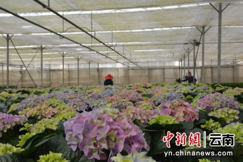 探尋一朵花里的致富 密碼
