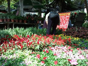 國慶臨近百萬盆鮮花欲扮靚合肥街頭 花市銷售火爆