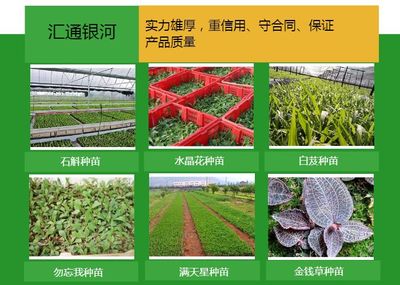 花卉種苗批發(fā)-花卉種苗-匯通銀河花卉種苗種植