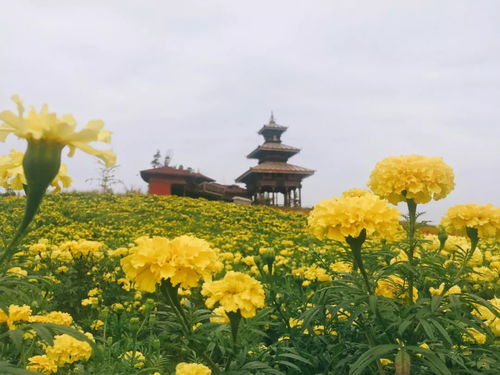 冬日暖陽(yáng)花朵競(jìng)相綻放 2018年四川省第三十八期花卉觀賞指數(shù)