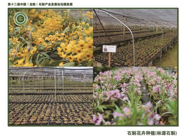 預(yù)計(jì)今年總產(chǎn)值達(dá)58.5億元!保山龍陵將打造多形態(tài)石斛產(chǎn)業(yè)集群區(qū)