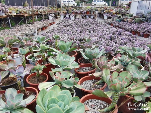 走進(jìn)王官花坊姑娘多肉花卉種植基地