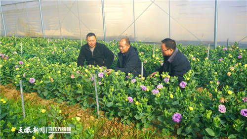 貴州黃平 花卉產(chǎn)業(yè)助增收