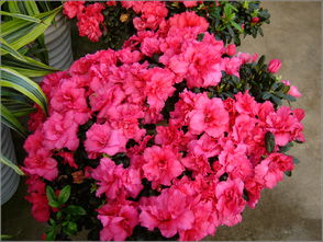 家里領(lǐng)導(dǎo)拍的花卉種植基地和花卉