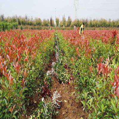 西安周至縣農(nóng)戶種植苗木花卉批發(fā)基地