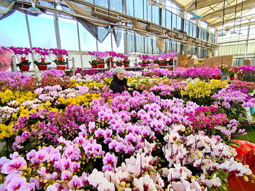 揚州鮮花批發(fā)市場在哪里
