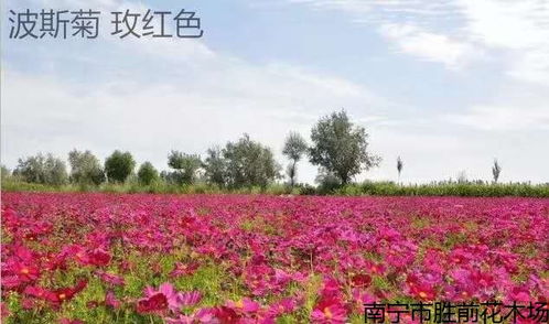 桂林優(yōu)惠的花卉種植技術(shù),植物花卉 哪家專業(yè) 1