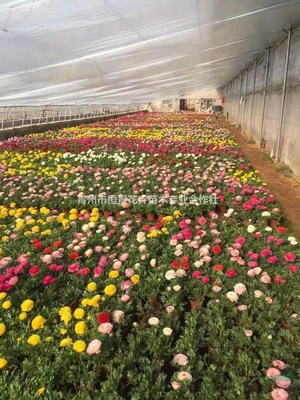 青州市恒景花卉苗木專業合作社