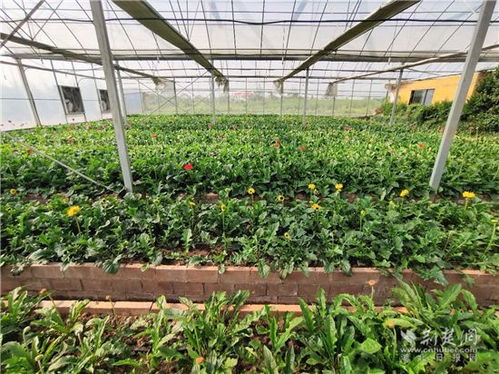 就業(yè)扶貧看鄂州 19 樂華花卉種植基地負(fù)責(zé)人金恢華 帶動貧困戶摘掉窮帽子
