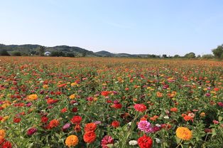 長春蓮花山花海27種花卉次第開放 不間斷展示不同美景