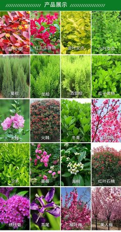 苗圃出售 鐵線蓮 庭院種植觀賞花卉花鏡切花材料四季常綠