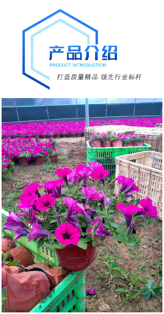 八月花卉 垂吊碗公花 花海綠化小區道路用 成活率高容易種植