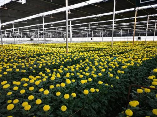 云南豐島花卉有限公司是國內最大的菊花種植,出口型企業