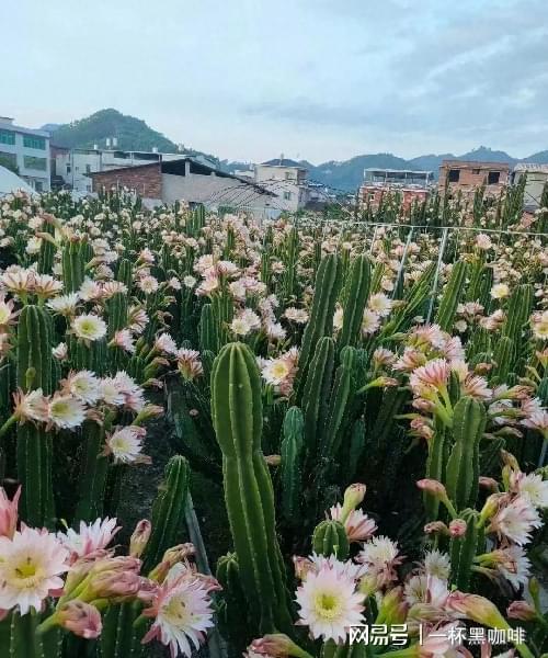 室內種植霸氣花卉 從這3種中選擇大盆鎮宅花