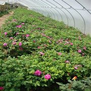 嵩明縣嵩陽鎮春德花卉種植園