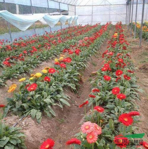 福建清流:花卉產(chǎn)業(yè)蓬勃發(fā)展 非洲菊成主打產(chǎn)品- 園林資訊 - 中國園林網(wǎng)