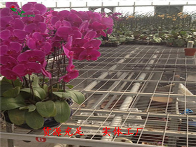 大棚花卉苗床用途-鍍鋅養(yǎng)花網(wǎng)特點-手動驅(qū)動