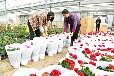 河南濟源:大棚鮮花俏市場