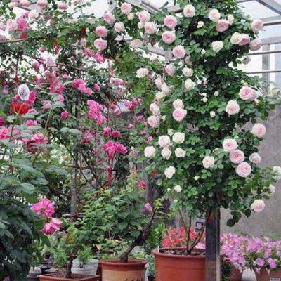 這幾種爬藤花卉種下去一個(gè)月就能開(kāi)花,開(kāi)花比玫瑰還美麗_維度女性網(wǎng)