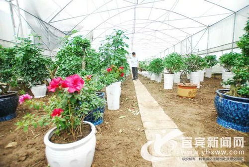 宜賓榜樣丨山溝溝里的致富帶頭人史進(jìn)洪 了不起的代家村