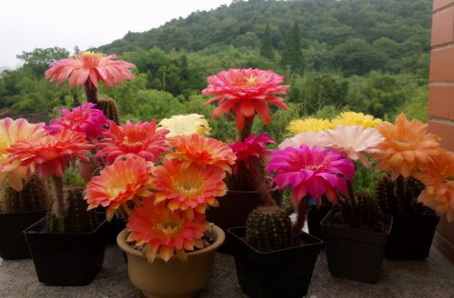 這幾款花草盆栽正適合上班族養(yǎng)殖,好活又漂亮