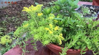 花卉種植業 –