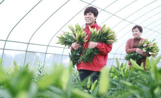 南和 花卉種植助農增收