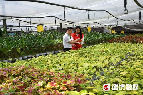 拼經濟進行時 青州 黨建賦能花卉產業高質量發展