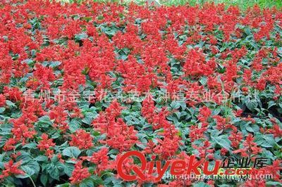 供應優質開花一串紅 株型豐滿 花色純正 青州草花基地金宇花卉圖片|供應優質開花一串紅 株型豐滿 花色純正 青州草花基地金宇花卉產品圖片由青州市金宇花卉苗木種植專業合作社公司生產提供-
