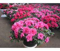 花卉種植