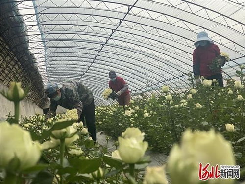 三河 150萬(wàn)支玫瑰花供應(yīng)北京鮮花市場(chǎng)