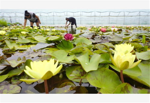 灤州 特色花卉種植促增收