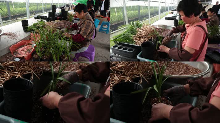 種植鮮花