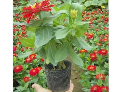長期供應宿根花卉,種植白晶菊-青州市百草園花卉苗木專業合作社提供長期供應宿根花卉,種植白晶菊的相關介紹、產品、服務、圖片、價格粉黛亂子草價格、小葉扶芳藤價格、宿根花卉價格、月季價格、天仁菊價格、
