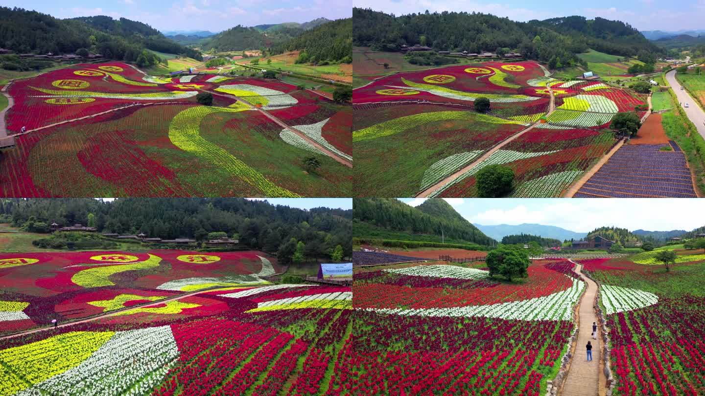 4K 田園花海花卉種植旅游觀光4