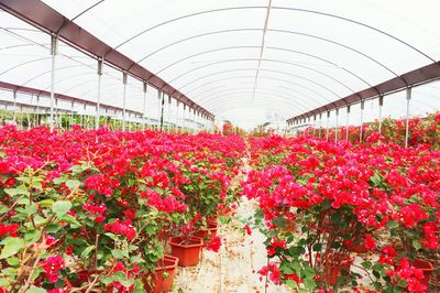 昌江聚源花卉基地:百畝花海靜待客來(圖)