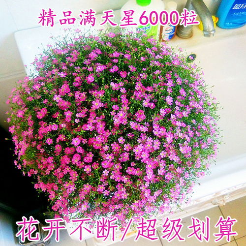 精品滿天星花種子四季易種花開不斷凈化空氣室內陽臺盆栽花卉草籽