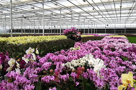 玉溪市花卉綜合總產值達33億元