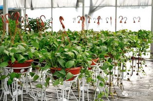 嘉定新開2000㎡花卉種植基地 1元5元7元買到手軟