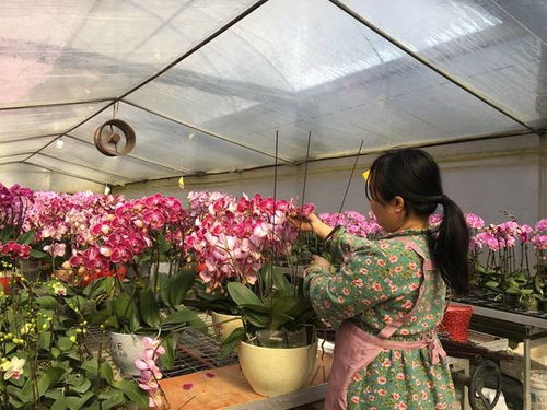 助農新模式 線上銷售或能打開廣州年花滯銷困局